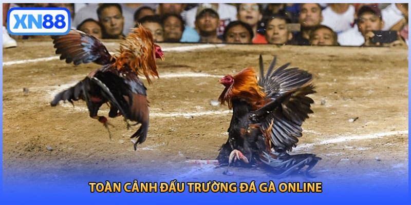 Toàn cảnh đấu trường đá gà online